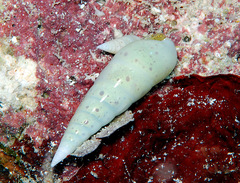 Melanella cumingii