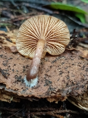 Agaricales