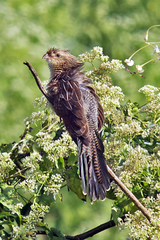 Centropus bengalensis