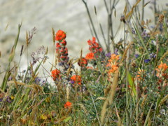 Castilleja mendocinensis