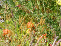 Castilleja mendocinensis