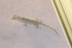 Tarentola mauritanica