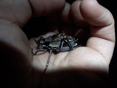 Cyphoderris monstrosa