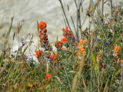 Castilleja mendocinensis
