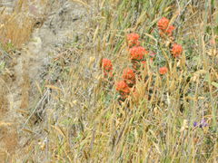 Castilleja mendocinensis
