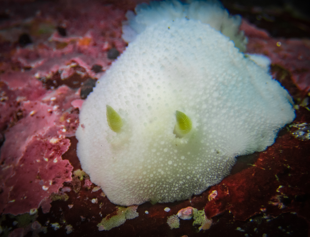 Dotted Bristle Sea Slug