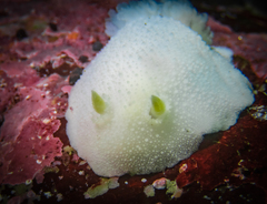 Diaulula punctuolata