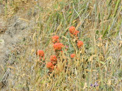 Castilleja mendocinensis
