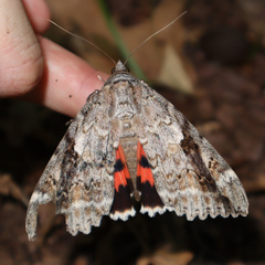 Catocala marmorata