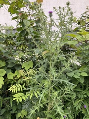 Cirsium vulgare