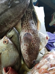 Epinephelus analogus