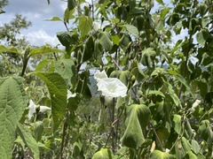 Ipomoea proxima