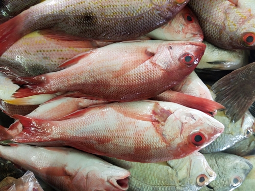 Lutjanus peru