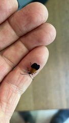 Calopteron terminale