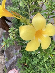 Allamanda cathartica