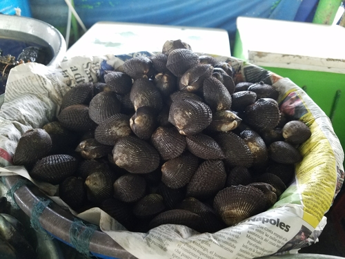 Anadara tuberculosa