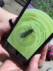 Aegomorphus modestus