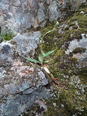 Hieracium robinsonii