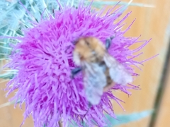 Bombus humilis