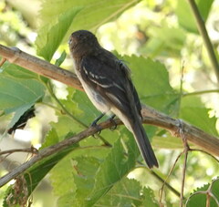 Myiophobus fasciatus