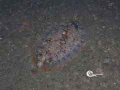 Zeugopterus punctatus