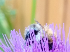 Bombus humilis