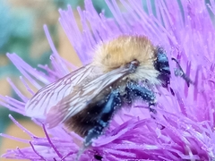 Bombus humilis