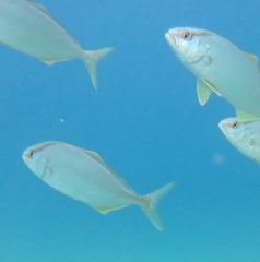 Seriola