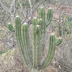 Browningia pilleifera