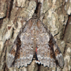 Catocala marmorata