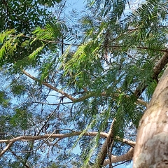 Anadenanthera colubrina