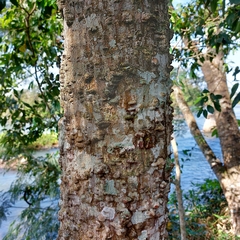 Anadenanthera colubrina