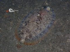 Zeugopterus punctatus