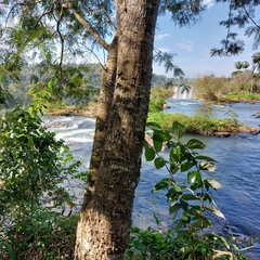 Anadenanthera colubrina