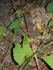 Fallopia cilinodis