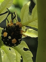Pachycoris torridus