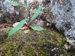 Hieracium robinsonii