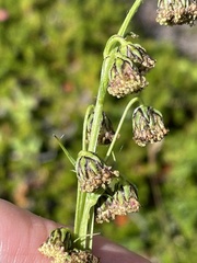 Artemisia norvegica