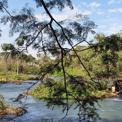 Anadenanthera colubrina