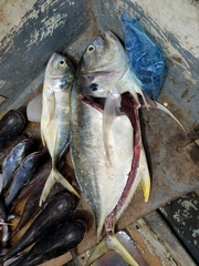 Caranx caninus