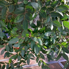 Copaifera langsdorffii
