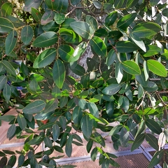 Copaifera langsdorffii