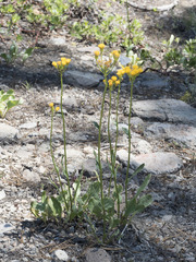 Senecio aronicoides