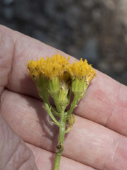 Senecio aronicoides