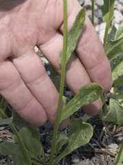 Senecio aronicoides