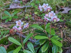 Chimaphila umbellata cisatlantica