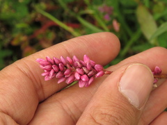 Persicaria segetum