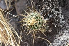 Echinofossulocactus sulphureus