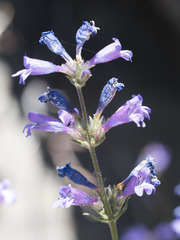 Penstemon gracilentus