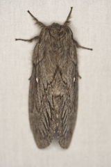 Gloveria arizonensis